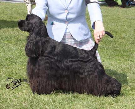 Kennel Masibelle - American cocker spaniel Layton Sole di Genaro