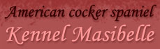 Kennel Masibelle - American cocker spaniel