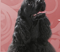 Kennel Masibelle - American cocker spaniel Layton Hurricane