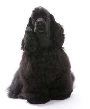 Kennel Masibelle - American cocker spaniel Layton Hurricane